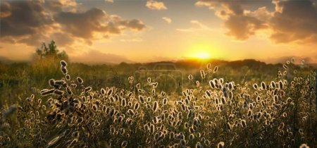 Photo for Beautiful natural panoramic countryside landscape. Blooming wild high grass in nature at sunset warm summer. Pastoral scenery. Selective focusing on foreground. - Royalty Free Image