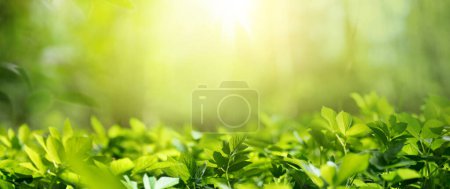 Foto de Beautiful natural background image of young lush green grass in the bright sunlight of a summer spring morning close up. - Imagen libre de derechos