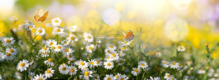 Photo for Sunlit field of daisies with fluttering butterflies. Chamomile flowers on a summer meadow in nature, panoramic landscape. - Royalty Free Image