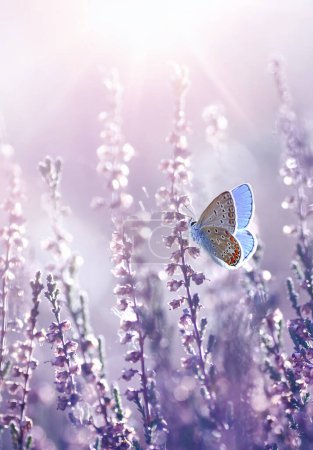 Photo for Violet heather flowers and butterfly in rays of summer sunlight in spring outdoors on nature macro, soft focus. Atmospheric photo, gentle artistic image. - Royalty Free Image