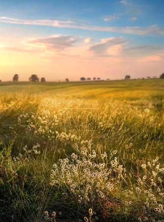 Téléchargez les photos : Beau paysage estival naturel matinal avec un champ d'herbe sauvage et un ciel expressif texturé. Lever de soleil vibrant en or sur un paysage rural. - en image libre de droit