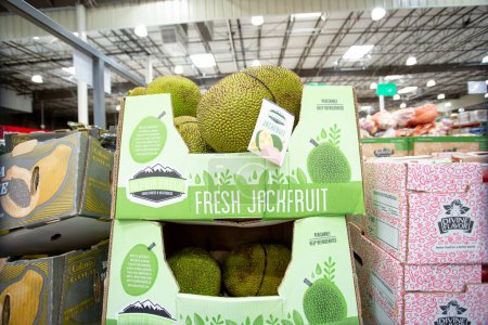 Photo for Los Angeles, California, United States - 05-20-2022: A view of several units of jackfruit, on display at a local big box grocery store. - Royalty Free Image