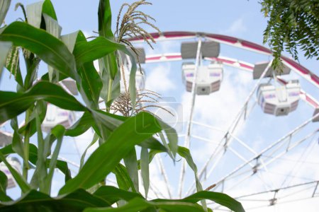 Téléchargez les photos : A view of green corn stalks, featuring a ferris wheel in the background. - en image libre de droit