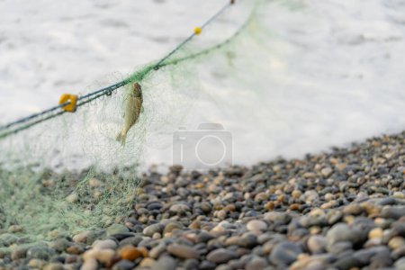 Concéntrate en un pequeño pez atrapado en una red en la playa