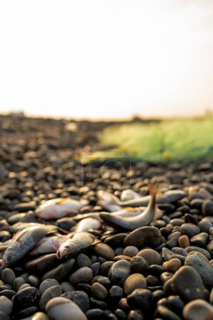 Foto de Foto vertical de una pila de peces recién capturados en la playa con el mar en el fondo - Imagen libre de derechos