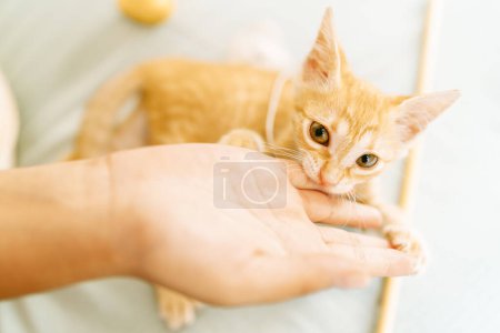 Cute ginger kitten gently nibbling on an owner's hand in a playful and affectionate interaction