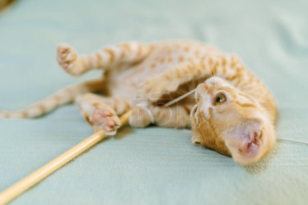 An adorable ginger kitten playfully attacks a toy, showcasing instinctual play behavior on a soft bed.