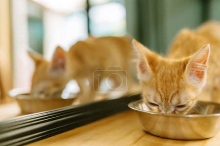 Deux chatons au gingembre dégustent leur repas dans des bols en métal, avec un soleil chaud illuminant la pièce.