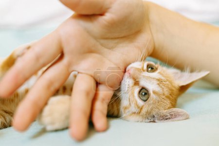 An adorable orange kitten lying on its back playfully nibbling on a human's finger, showcasing a moment of trust and play.