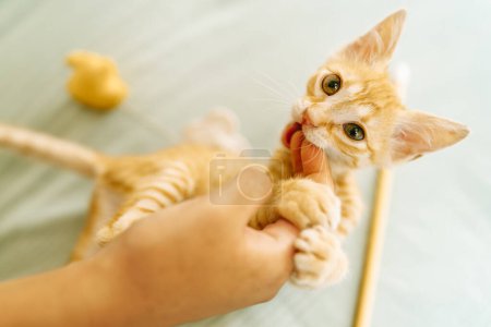 A cute ginger kitten nibbles on a person's hand against a soft grey backdrop, displaying playful behavior.