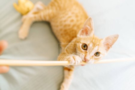 An adorable ginger kitten bites playfully at a stick toy while lying on a soft grey bedsheet.