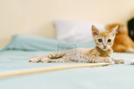 A serene ginger kitten with striking eyes lies comfortably on a teal bedspread, gazing calmly at the camera.