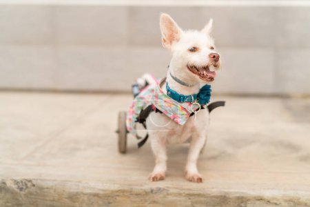 A joyful white dog with a disability, wearing a floral harness and wheelchair, enjoying the day outside.