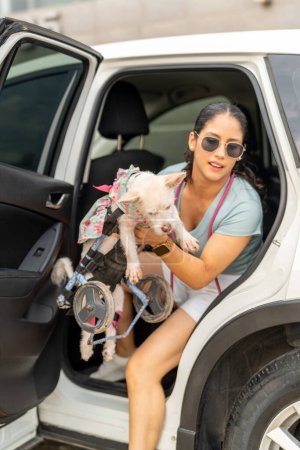 Caring owner assisting her special needs dog with a wheelchair into a vehicle, preparing for travel.