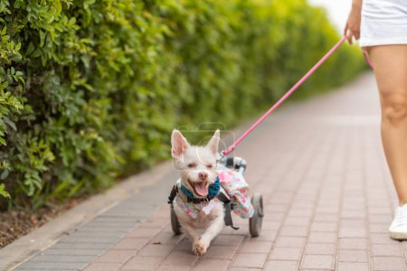 A happy small white dog with a wheelchair harness on a walk, showcasing resilience and joy.