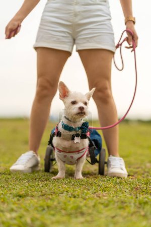 A small white dog in a blue harness and support wheelchair looks ahead, with its owner standing by, symbolizing care and mobility.