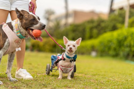 Un chien brindle tient une balle à côté d'un chien blanc souriant dans un fauteuil roulant de soutien, mettant en valeur la mobilité et la joie diverses des animaux de compagnie.