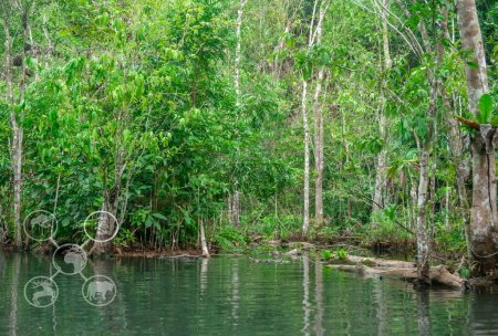 Téléchargez les photos : Tourisme vert, Tourisme durable, Éco-tourisme et concept d'écosystème et de préservation de la nature, Piscine dans la forêt et l'eau de la rivière des arbres, Vue sur l'eau de l'arbre de la rivière, Arbre et rivière dans la forêt fond flou, Voyage conservation de la nature - en image libre de droit