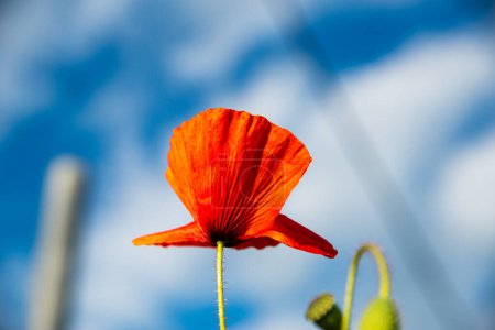 Photo for Beautiful background with red poppy flower on countryside field - Royalty Free Image
