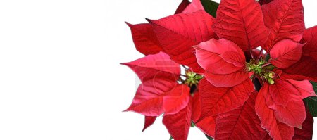 Téléchargez les photos : Carte de Noël avec fleur de poinsettia isolée sur fond blanc - en image libre de droit