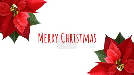 Téléchargez les photos : Joyeux Noël carte avec fleur de poinsettia isolé sur fond blanc - en image libre de droit