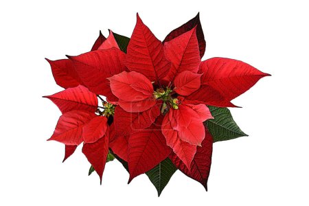 Téléchargez les photos : Fleur de poinsettia rouge de Noël isolée sur fond blanc - en image libre de droit