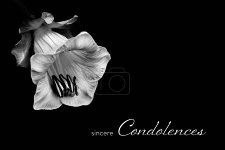 Foto de Condolence card with Cathedral bell flower illustration isolated on black background with copy space - Imagen libre de derechos