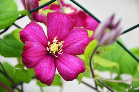 Téléchargez les photos : Pink clematis flower blooming in the summer garden - en image libre de droit