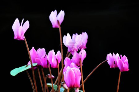 Photo for Pink cyclamen flowers isolated on black background - Royalty Free Image