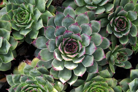 Téléchargez les photos : Sempervivum succulent (Houseleek) poussant dans le jardin - en image libre de droit