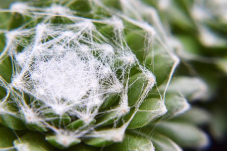 Téléchargez les photos : Sempervivum Arachnoideum succulent (Cobweb Houseleek) macro image - en image libre de droit