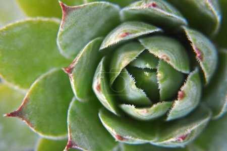 Téléchargez les photos : Sempervivum succulent (Houseleek) gros plan - en image libre de droit
