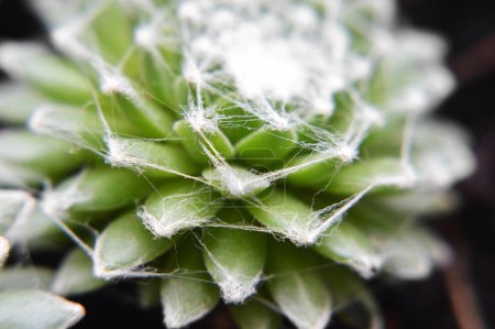 Photo for Sempervivum Arachnoideum succulent (Cobweb Houseleek) close up - Royalty Free Image