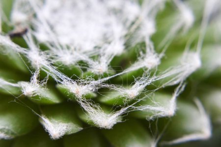 Foto de Sempervivum Arachnoideum succulent (Cobweb Houseleek) macro image - Imagen libre de derechos
