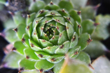 Téléchargez les photos : Sempervivum succulent (Houseleek) poussant dans le jardin - en image libre de droit