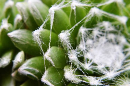 Foto de Sempervivum Arachnoideum succulent (Cobweb Houseleek) close up - Imagen libre de derechos