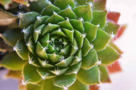 Photo for Sempervivum succulent (Houseleek) close up - Royalty Free Image