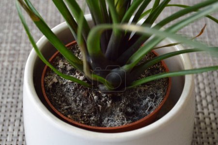 Photo for Mould on the houseplant soil - Royalty Free Image