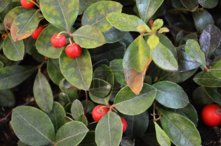 Téléchargez les photos : Cadre complet de plante de Gaultheria avec des baies rouges - en image libre de droit