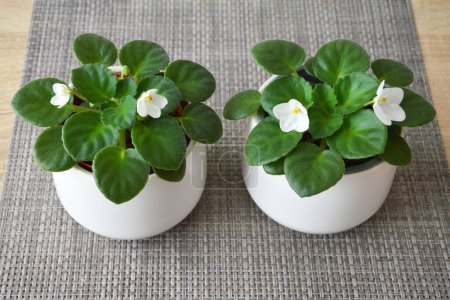 Téléchargez les photos : Violettes blanches africaines en pots. Plantes d'intérieur en pot sur la table - en image libre de droit