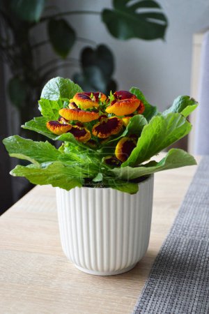 Téléchargez les photos : Pot fleur pantoufle sur la table. Gros plan de la plante Calceolaria. - en image libre de droit