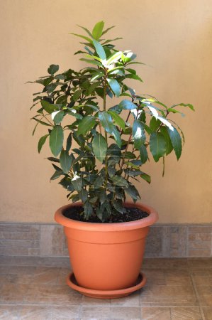 Photo for Bey laurel or Laurus nobilis planted in pot - Royalty Free Image