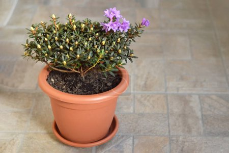 Flowering Chinese dwarf rhododendron planted in the flower pot  
