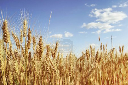 Foto de Campo de trigo en el fondo del cielo azul en un día soleado - Imagen libre de derechos