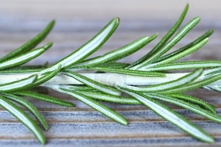 Photo for Fresh rosemary twig on wooden background - Royalty Free Image