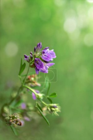 Foto de Hermosas flores moradas en el jardín de verano - Imagen libre de derechos