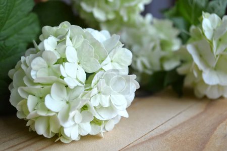 Photo for White hydrangea flowers on wooden table, closeup. spring flowers. - Royalty Free Image
