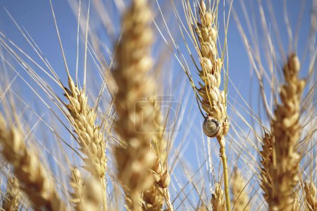 Photo for Wheat ears at rural field and blue sky, summer background - Royalty Free Image