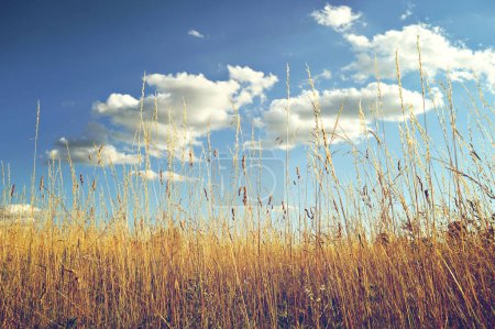 Photo for Wheat ears at rural field and blue sky, summer background - Royalty Free Image