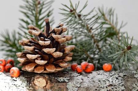 Téléchargez les photos : Cônes de pin et branche d'épinette avec des baies orange sur fond blanc, décoration de Noël - en image libre de droit